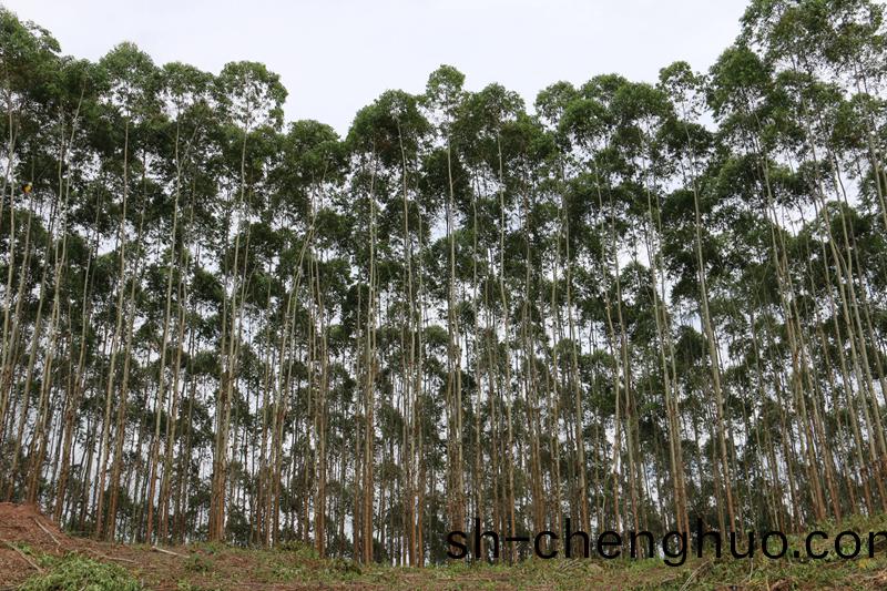 林(lin)地