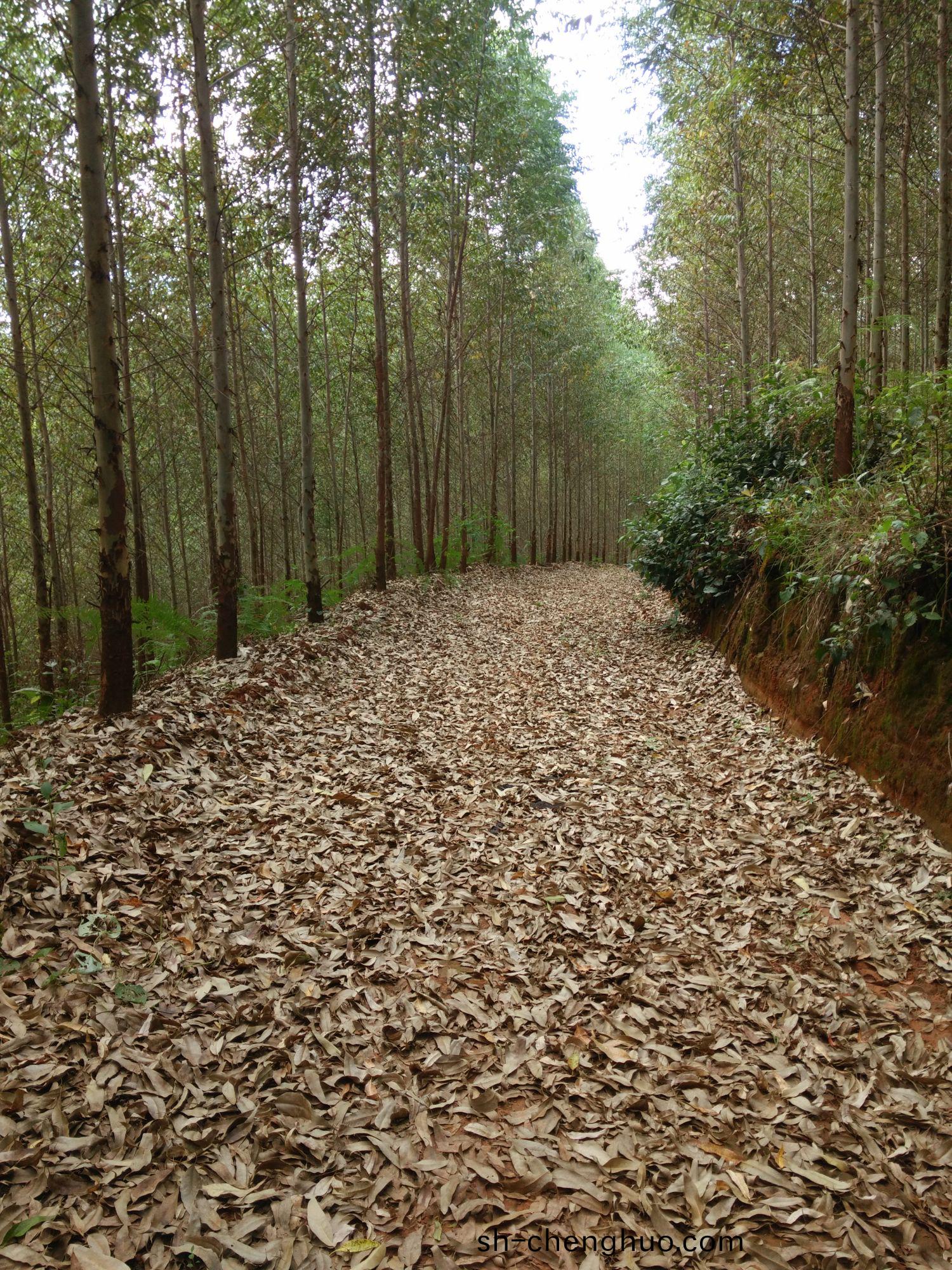 林(lin)地